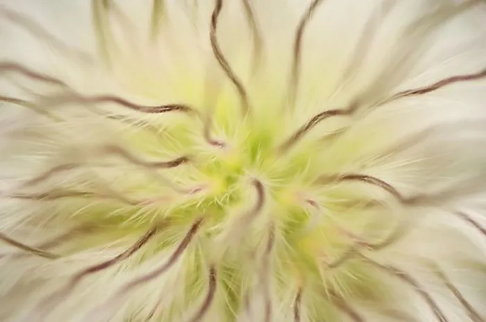 Framed Print : Pasque flower, close-up Framed Print : Pasque flower, close-up