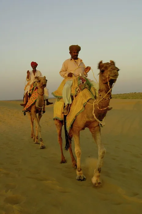 Framed Print : Pastoralists and their One-humped Arabian or Dromedary camels (Camelus dromedaries) in the Thar desert Framed Print : Pastoralists and their One-humped Arabian or Dromedary camels (Camelus dromedaries) in the Thar desert