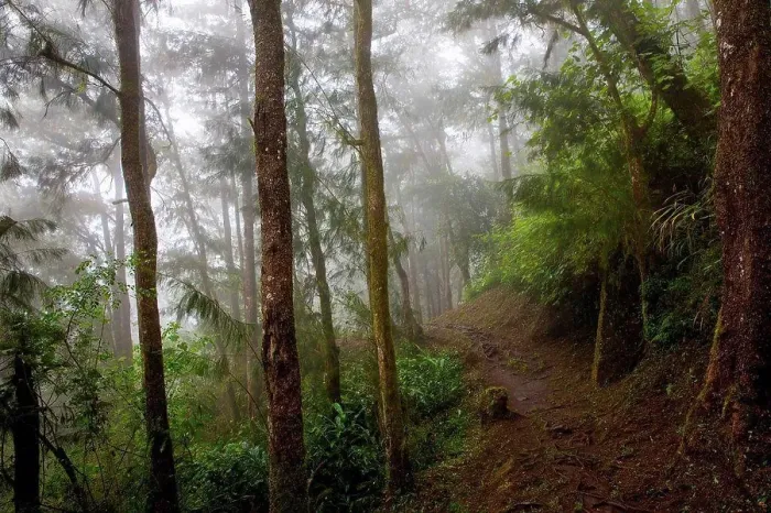 Framed Print : Path through misty tropical rainforest, Reunion Island Framed Print : Path through misty tropical rainforest, Reunion Island
