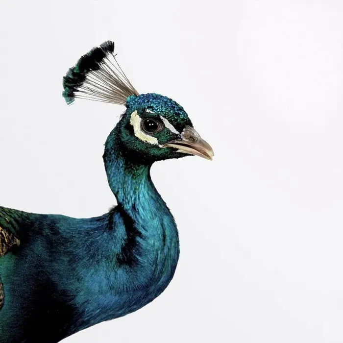 Framed Print : Peacock Framed Print : Peacock