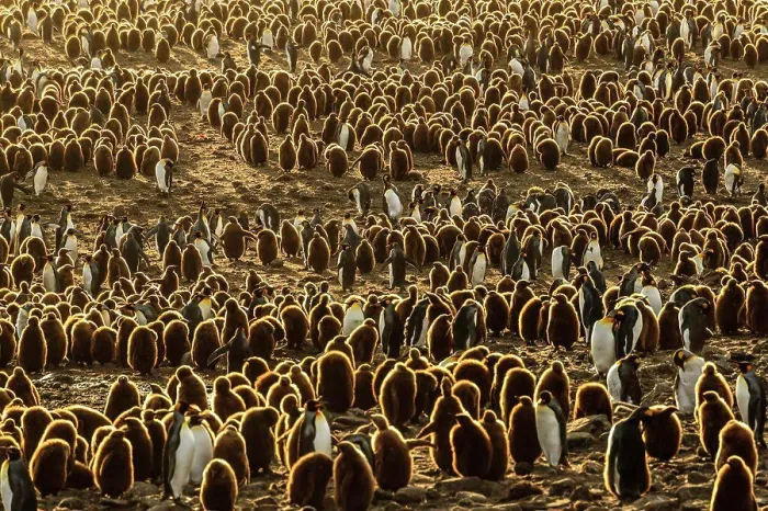 Framed Print : Pengins as far as the eye can see, King Penguins (Aptenodytes patagonicus) at St. Andrews Bay, South Georgia Framed Print : Pengins as far as the eye can see, King Penguins (Aptenodytes patagonicus) at St. Andrews Bay, South Georgia