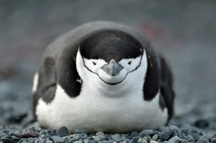 Framed Print : Penguin Animal Bird No People Outdoors Animal Wildlife