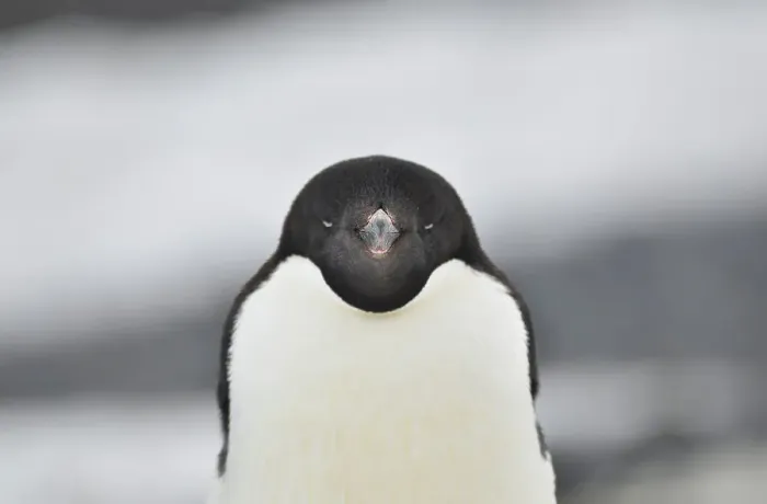 Framed Print : Penguin Animal Bird No People Outdoors Animal Wildlife Framed Print : Penguin Animal Bird No People Outdoors Animal Wildlife