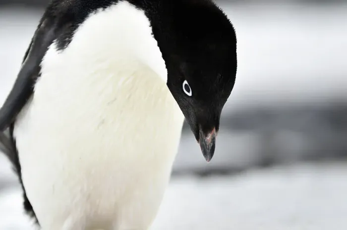 Framed Print : Penguin Animal Bird No People Outdoors Animal Wildlife Framed Print : Penguin Animal Bird No People Outdoors Animal Wildlife