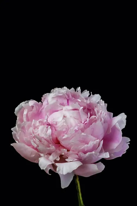 Framed Print : Peony flower against black background, close up Framed Print : Peony flower against black background, close up