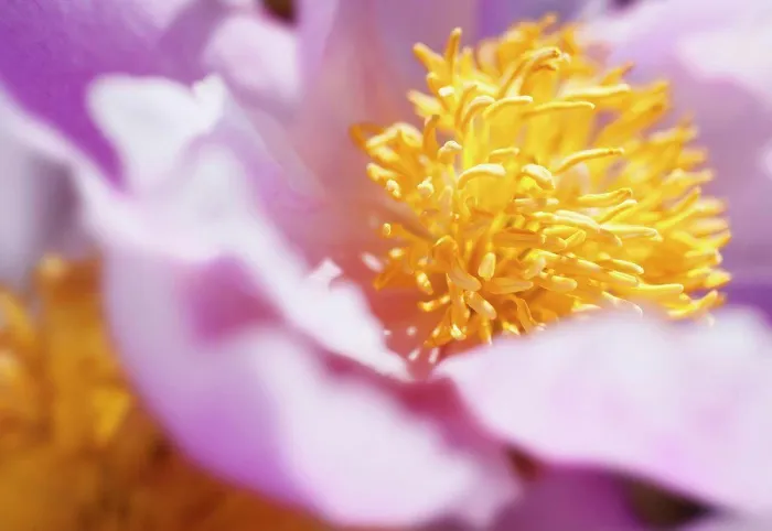 Framed Print : Peony, Paeonia, close up detail of the flower