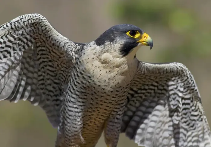 Framed Print : Peregrine Falcon Wings Open Framed Print : Peregrine Falcon Wings Open