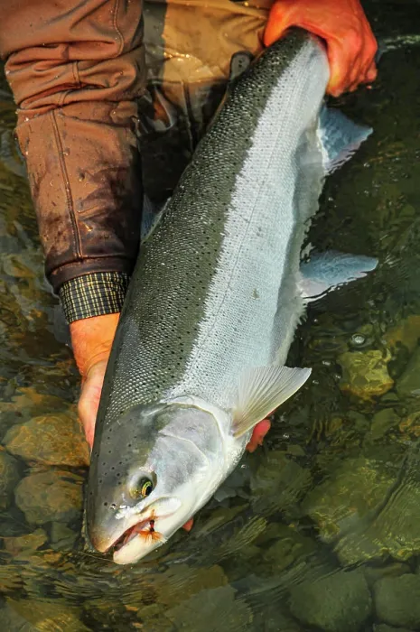 Framed Print : A perfect Steelhead caught with a fly and released
