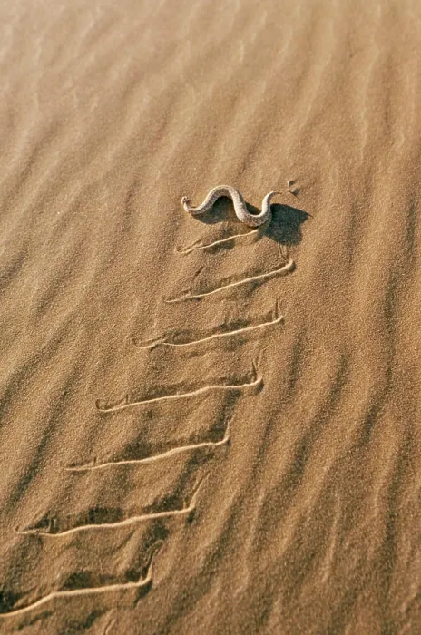 Framed Print : PERINGUEYՓ DESERT ADDER - sidewinding across sand Framed Print : PERINGUEYՓ DESERT ADDER - sidewinding across sand