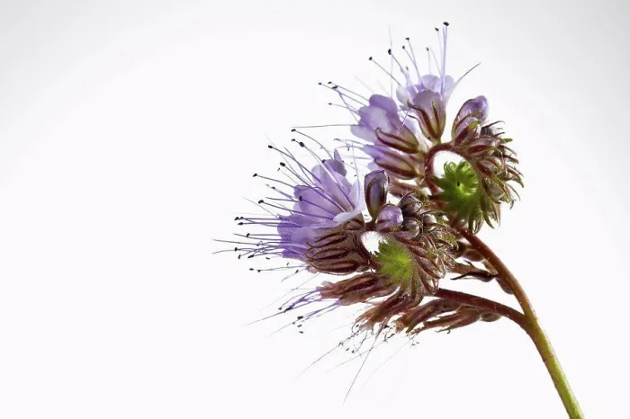 Framed Print : Phacelia flower against white background, close up Framed Print : Phacelia flower against white background, close up