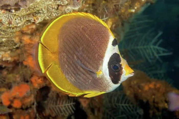 Framed Print : The Philippine butterflyfish (Chaetodon adiergastos) is also known as a Panda butterflyfish; Bali, Indonesia Framed Print : The Philippine butterflyfish (Chaetodon adiergastos) is also known as a Panda butterflyfish; Bali, Indonesia