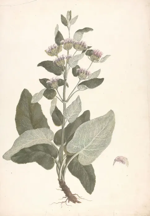 Framed Print : Phlomis Herba-venti L. Outline Habit Plant James Bruce