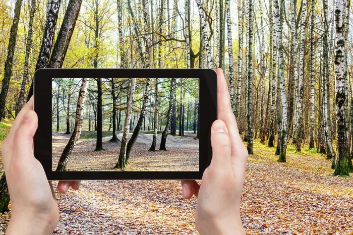 Framed Print : photo of birch trees in forest in autumn weather concept - photographer takes photo of birch trees in forest in autumn
