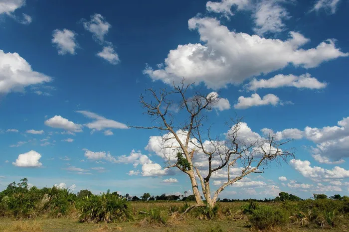 Framed Print : Photo of the dry landscape of the Jao Concession, Okavango Delta in Botswana with no water after years of draught Framed Print : Photo of the dry landscape of the Jao Concession, Okavango Delta in Botswana with no water after years of draught