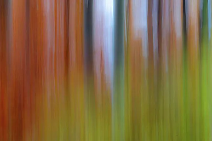 Framed Print : Photo Forest Background in Autumn Framed Print : Photo Forest Background in Autumn