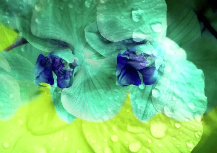 Framed Print : photomontage, orchid, flowers, detail Framed Print : photomontage, orchid, flowers, detail