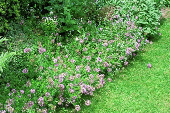 Framed Print : Phuopsis in bloom in a garden
