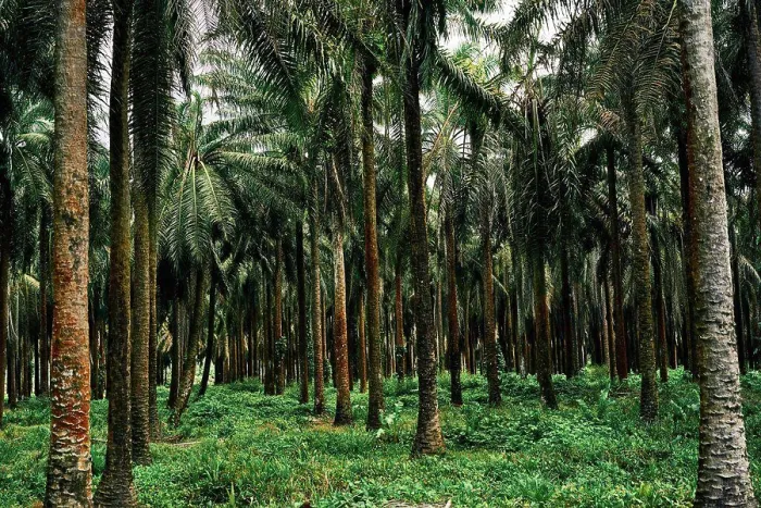 Framed Print : Picturesque scenery of palm trees plantation in tropical Costa Rica in summer Framed Print : Picturesque scenery of palm trees plantation in tropical Costa Rica in summer