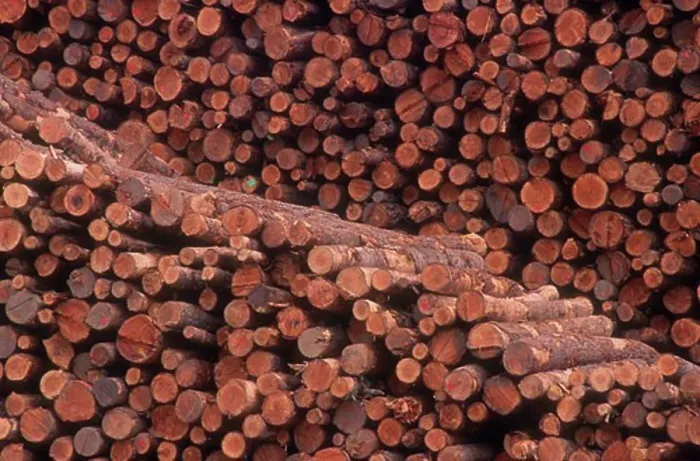 Framed Print : Pile of logs Framed Print : Pile of logs