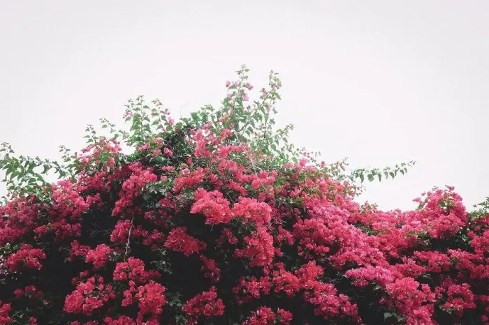 Framed Print : Pile of Pink Bougainvillea on an overcast Afternoon Framed Print : Pile of Pink Bougainvillea on an overcast Afternoon