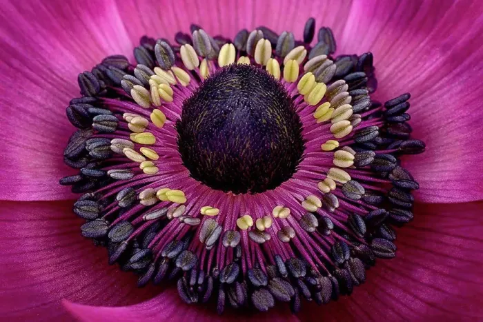 Framed Print : Part of pink anemone Framed Print : Part of pink anemone