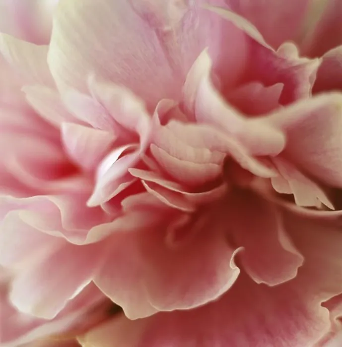 Framed Print : Pink flower, close-up Framed Print : Pink flower, close-up