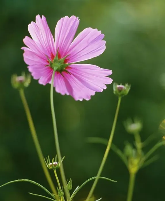 Framed Print : Pink flower, close-up Framed Print : Pink flower, close-up