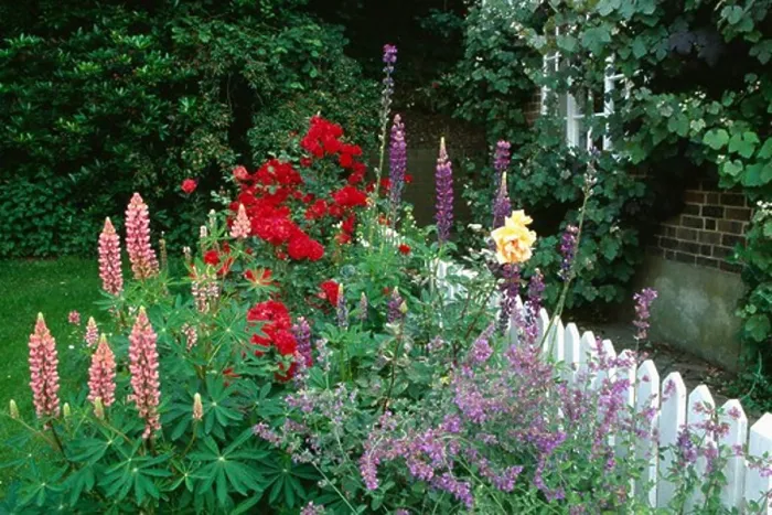 Framed Print : Pink lupins and red roses against white picket fence in country garden in summer