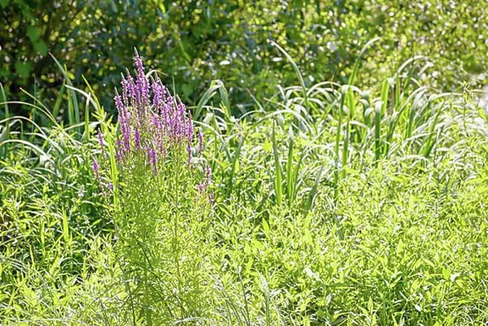 Framed Print : Pink (Lythrum Salicaria) growing in a meadow close to the river under the warm summer sun