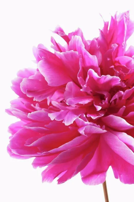 Framed Print : Pink peony flower against white background, close up Framed Print : Pink peony flower against white background, close up