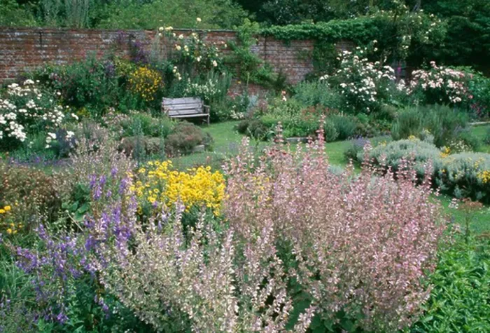 Framed Print : Pink perennial salvia in summer border in large walled country garden Framed Print : Pink perennial salvia in summer border in large walled country garden