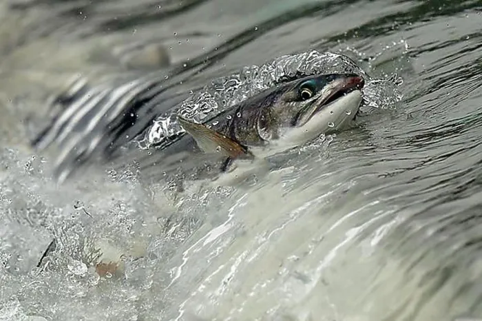 Framed Print : Pink salmon (Oncorhynchus gorbuscha) jumping up a waterfall on their way to spawning grounds Framed Print : Pink salmon (Oncorhynchus gorbuscha) jumping up a waterfall on their way to spawning grounds