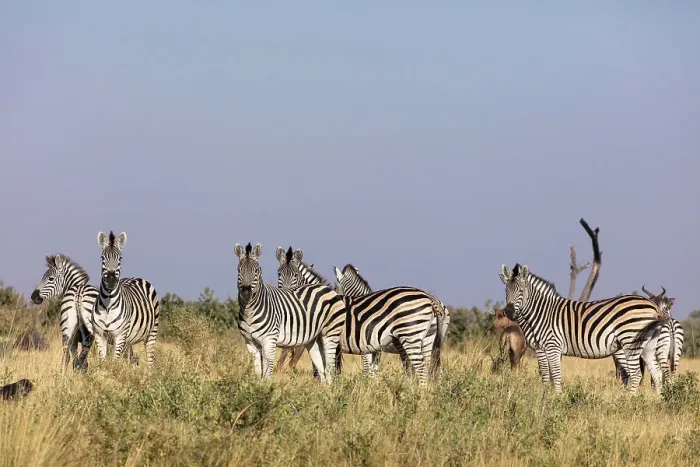 Framed Print : Plains zebra, common zebra or Burchell's zebra (Equus quagga) Framed Print : Plains zebra, common zebra or Burchell's zebra (Equus quagga)