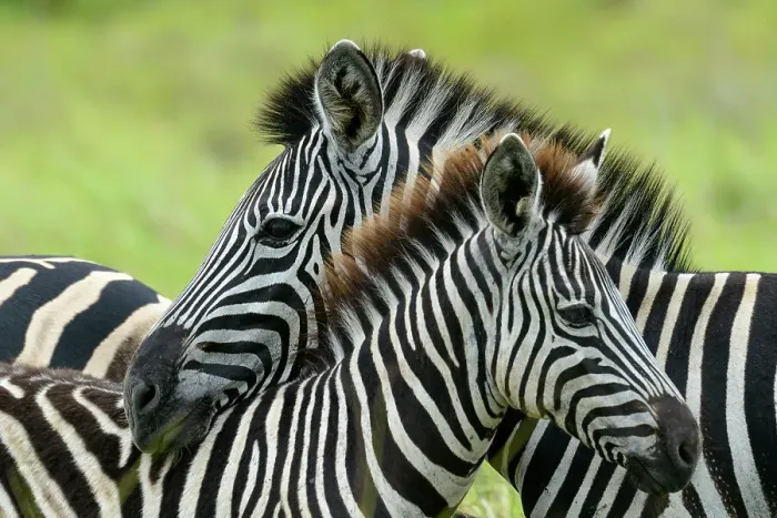 Framed Print : Plains zebra, also known as the common zebra or Burchell's zebra (Equus quagga) Framed Print : Plains zebra, also known as the common zebra or Burchell's zebra (Equus quagga)