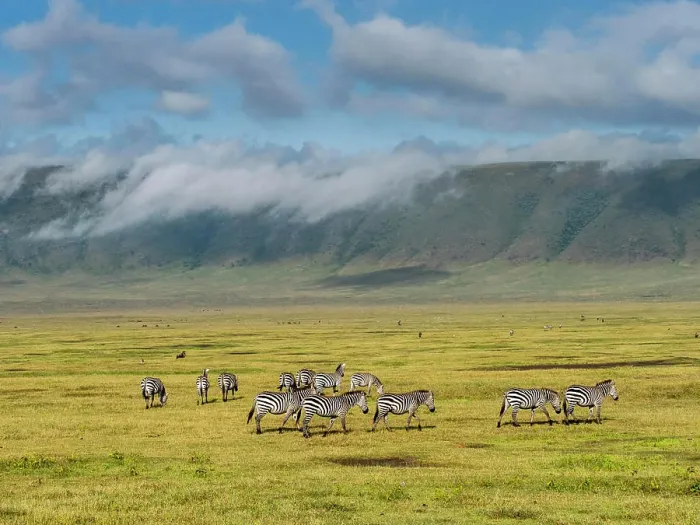 Framed Print : Plains zebras (Equus quagga), inside Ngorongoro Crater, UNESCO World Heritage Site, Tanzania, East Africa, Africa