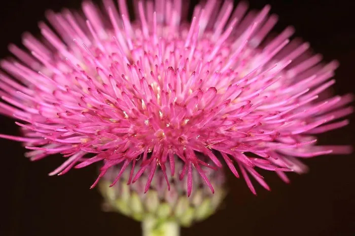 Framed Print : Plants, Flowers, Thistle, Close up of spikey pink coloured flowerhead Framed Print : Plants, Flowers, Thistle, Close up of spikey pink coloured flowerhead