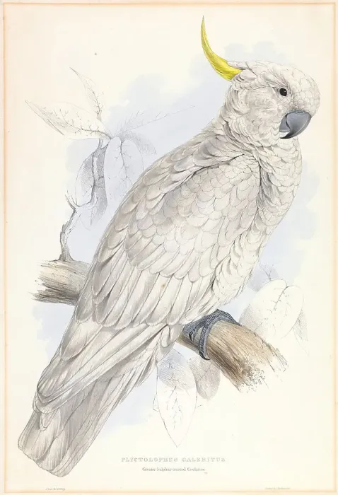 Framed Print : Plyctolophus Galeritus Greater Sulphur-crested Cockatoo Framed Print : Plyctolophus Galeritus Greater Sulphur-crested Cockatoo