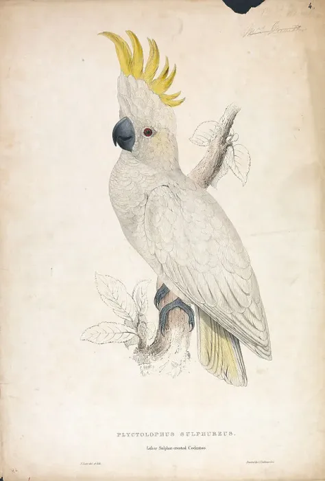 Framed Print : Plyctophus Sulphureus Lesser Sulphur-crested Cockatoo Framed Print : Plyctophus Sulphureus Lesser Sulphur-crested Cockatoo