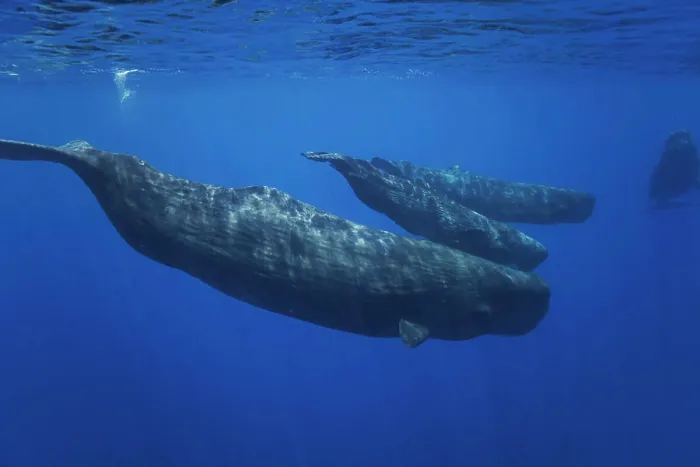 Framed Print : Pod of Sperm whales (Physeter macrocephalus) are the largest of all the toothed cetaceans Framed Print : Pod of Sperm whales (Physeter macrocephalus) are the largest of all the toothed cetaceans
