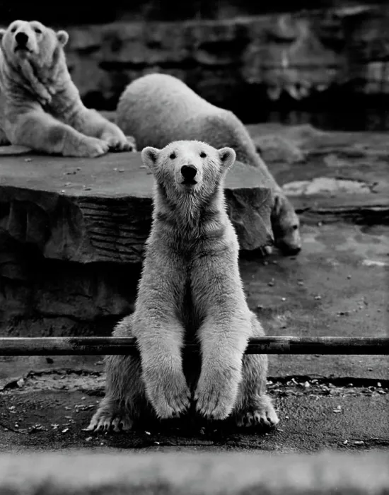 Framed Print : Polar Bear Framed Print : Polar Bear