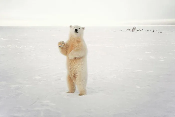 Framed Print : Polar Bear Cub Stands on Pack Ice Framed Print : Polar Bear Cub Stands on Pack Ice