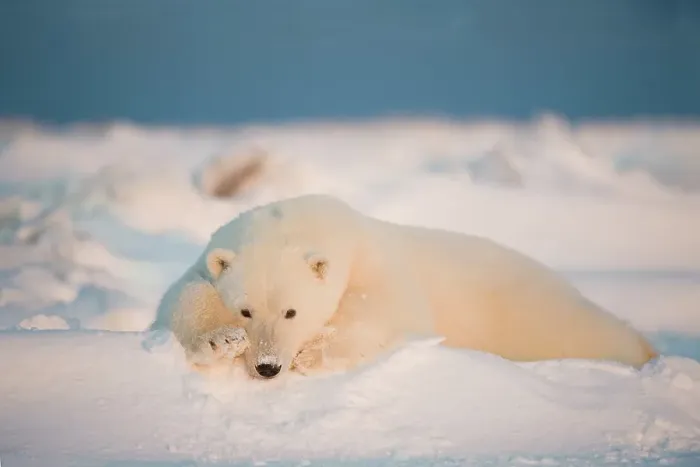Framed Print : Polar bear cub (Ursus maritimus) resting on the newly frozen pack ice
