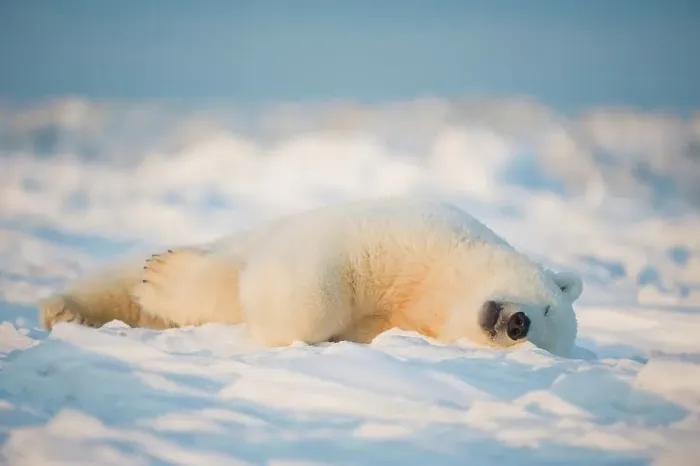 Framed Print : Polar bear cub (Ursus maritimus) sleeping on the newly frozen pack ice Framed Print : Polar bear cub (Ursus maritimus) sleeping on the newly frozen pack ice