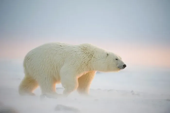 Framed Print : Polar bear cub (Ursus maritimus) walking on newly formed pack ice Framed Print : Polar bear cub (Ursus maritimus) walking on newly formed pack ice