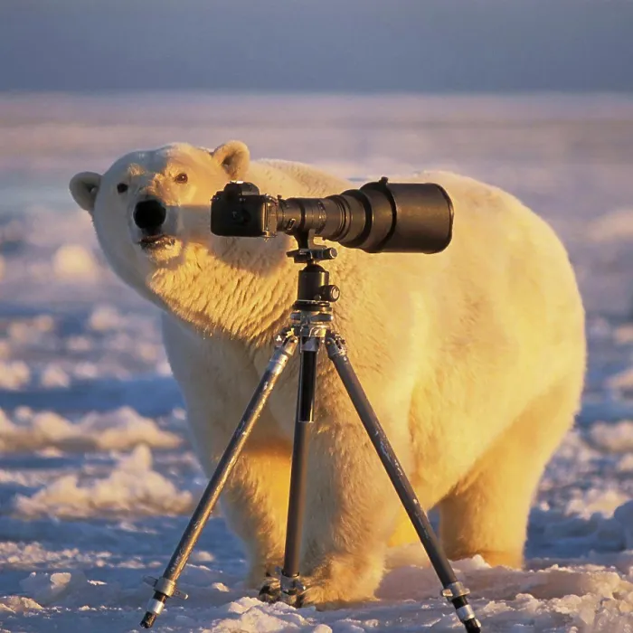 Framed Print : Polar Bear Investigating Photographer's Camera and Tripod Framed Print : Polar Bear Investigating Photographer's Camera and Tripod
