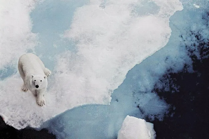 Framed Print : Polar bear looking up at camera while walking on Iceberg floating in the Arctic Framed Print : Polar bear looking up at camera while walking on Iceberg floating in the Arctic