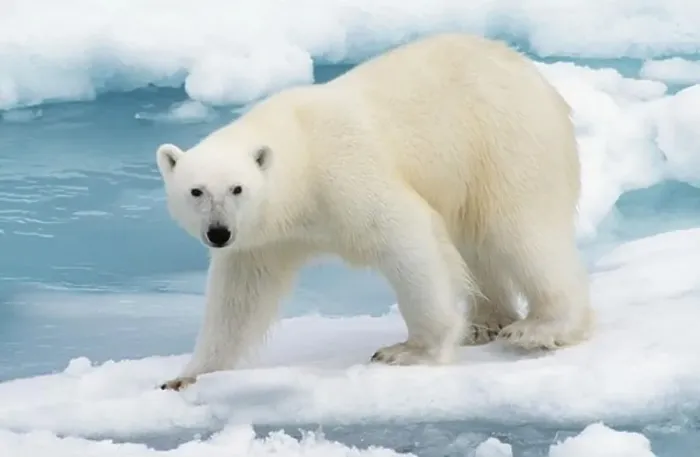 Framed Print : Polar bear standing on iceberg Framed Print : Polar bear standing on iceberg