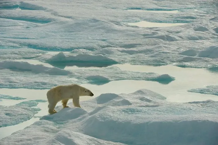 Framed Print : polar bear, Ursus maritimus, adult boar travels the multi-year sea ice in search of seals in summer