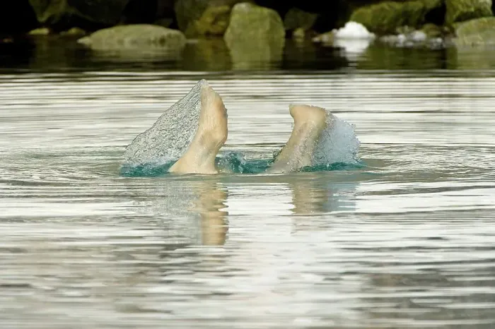 Framed Print : Polar bear (Ursus maritimus), boar dives down to feed on the remains of an underwater fin whale carcass in Sallyhammna