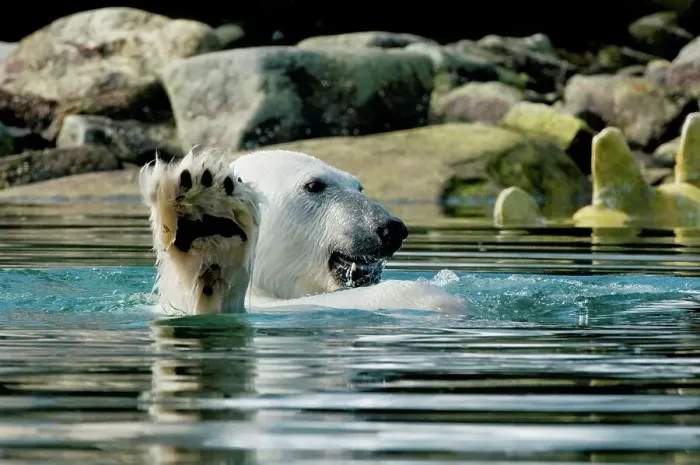 Framed Print : Polar bear (Ursus maritimus), boar feeds on a submerged fin whale carcass in shallow waters along Sallyhammna